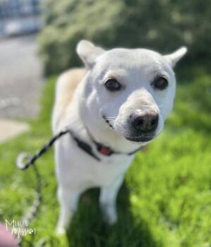 Corgi Dogs Available for Adoption in Spokane, Washington - Toblerone | PetCurious