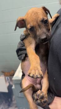 Rescue Mixed Breed Dogs for Adoption in Danielsville, Georgia - Ray | PetCurious