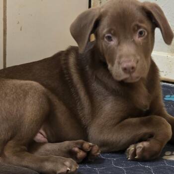 Rescue Pit Bull Terrier Dogs for Adoption in Pottsboro, Texas - Reece | PetCurious