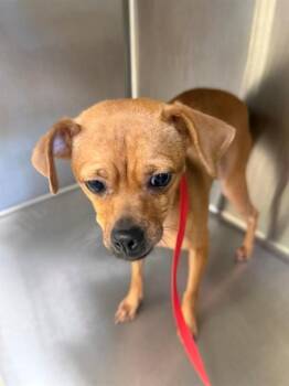 Chihuahua and Mixed Breed Dogs Available for Adoption in Fort Myers, Florida - LAYLA | PetCurious