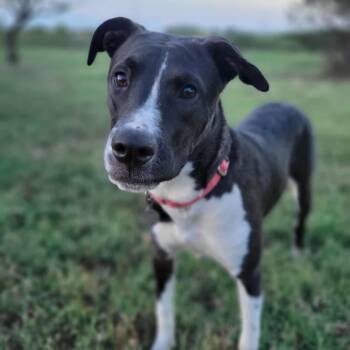 Rescue American Staffordshire Terrier Dogs for Adoption in Fort Worth, Texas - Rosalind | PetCurious