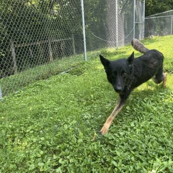 Brownie -  German Shepherd Dog Dog for Adoption in Circleville, Ohio - Brownie | PetCurious