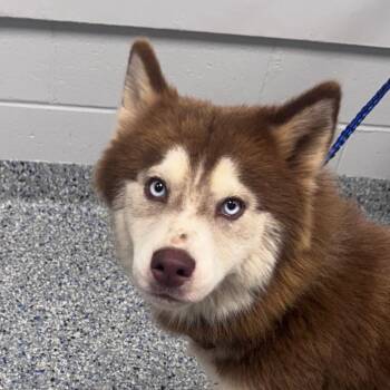 Cherry -  Mixed Breed Dog for Adoption in Greenville, South Carolina - Cherry | PetCurious