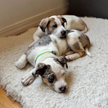 Catahoula Leopard Dog and Mixed Breed Dogs Available for Adoption - Markie D68516 | PetCurious