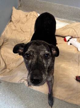 Lucky -  Hound Dog for Adoption in Bloomington, Indiana - Lucky | PetCurious