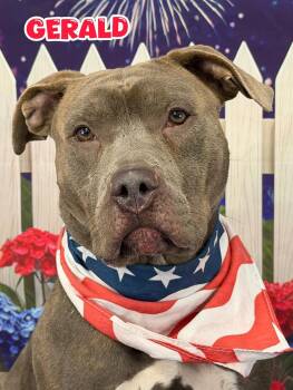 Gerald -  Mixed Breed Dog for Adoption in Flint, Michigan - Gerald | PetCurious