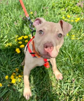 Pit Bull Terrier Dogs Available for Adoption in Stratford, Connecticut - Buster Brown  | PetCurious