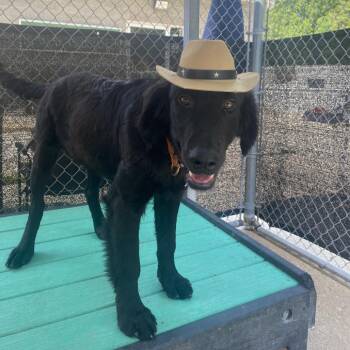 Mr. Squatch Big Foot -  Mixed Breed Dog for Adoption in Charleston, West Virginia - Mr. Squatch Big Foot | PetCurious