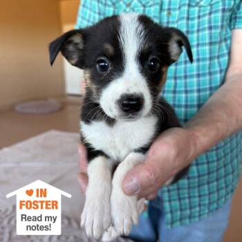 Fraggle -  Pit Bull Terrier and Collie Dog for Adoption in Kanab, Utah - Fraggle | PetCurious