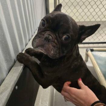 Blue -  French Bulldog Dog for Adoption in Tylertown, Mississippi - Blue | PetCurious