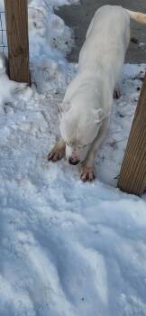 Labrador Retriever and Pit Bull Terrier Dogs Available for Adoption - Hawkey | PetCurious