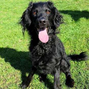 Standard Poodle and Golden Retriever Dogs Available for Adoption in Michigan City, Indiana - Leroy | PetCurious