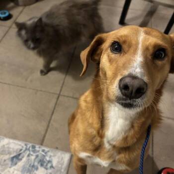 Mixed Breed Dogs Available for Adoption - Malena | PetCurious
