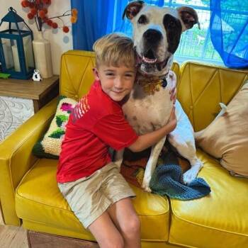 American Bulldog and Pit Bull Terrier Dogs Available for Adoption - Lizzie Angel On Earth! | PetCurious