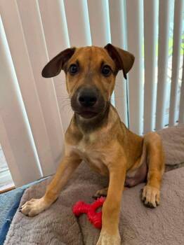 Howie -  Mixed Breed Dog for Adoption in Orlando, Florida - Howie | PetCurious