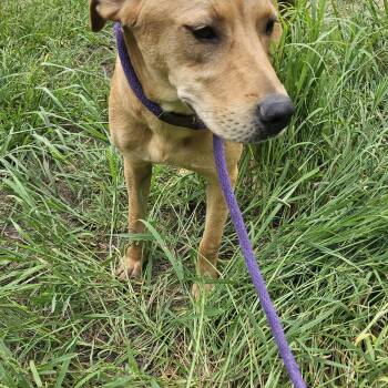 Birch-CO -  Yellow Labrador Retriever Dog for Adoption in Magnolia, Texas - Birch-CO | PetCurious