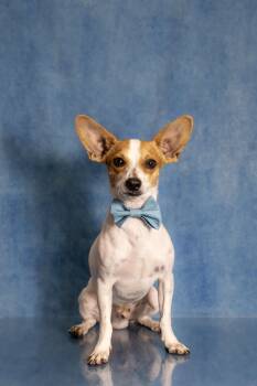 Zach - Only 11lbs. Loves dogs, cats & Kids -  Rat Terrier Dog for Adoption in Tuscaloosa, Alabama - Zach - Only 11lbs. Loves Dogs, Cats & Kids | PetCurious
