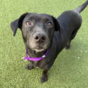 Mixed Breed Dogs Available for Adoption in Los Angeles, California - Tasi | PetCurious