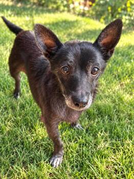 Twilight -  Rat Terrier and Scottish Terrier Dog for Adoption in Star, Idaho - Twilight | PetCurious