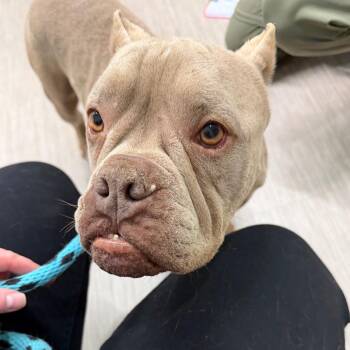 American Staffordshire Terrier and Mixed Breed Dogs Available for Adoption in Reno, Nevada - Bonnie | PetCurious