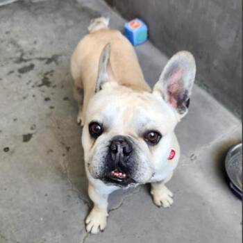 Ripley A2274118 -  French Bulldog Dog for Adoption in Los Angeles, California - Ripley A2274118 | PetCurious