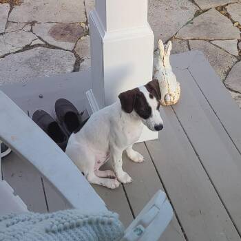Abby D71427 -  Dachshund and Terrier Dog for Adoption in Minnetonka, Minnesota - Abby D71427 | PetCurious