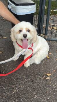 LADYBUG -  Bichon Frise and Cavalier King Charles Spaniel Dog for Adoption in Margate, Florida - LADYBUG | PetCurious