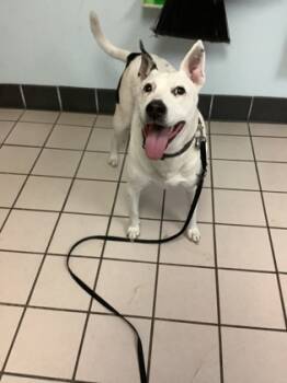 Rescue Dalmatian and Mixed Breed Dogs for Adoption in Largo, Florida - Pretty Girl | PetCurious