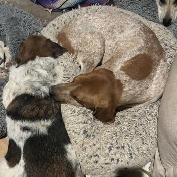 Hound Dogs Available for Adoption - Clemon | PetCurious