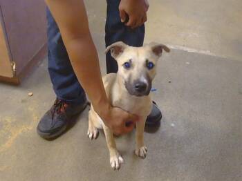 German Shepherd Dog Dogs Available for Adoption - LUMI | PetCurious