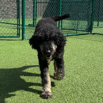 Rescue Standard Poodle Dogs for Adoption in Loxahatchee Groves, Florida - Daisy 0794 | PetCurious