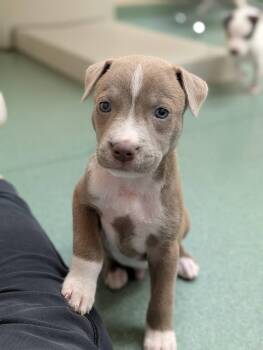 Mack -  Mixed Breed Dog for Adoption in Huntsville, Alabama - Mack | PetCurious