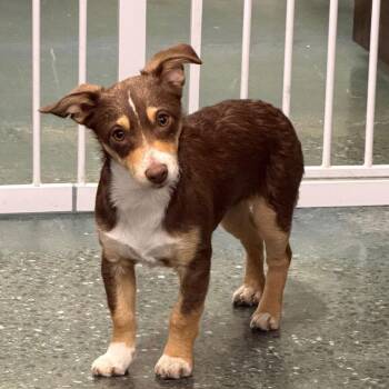 Feist and Terrier Dogs Available for Adoption - BUDDY | PetCurious