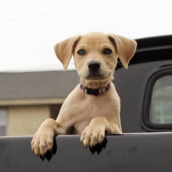 Pit Bull Terrier Dogs Available for Adoption - Flatback | PetCurious