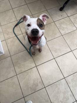 Mikey -  American Bully Dog for Adoption in East Haven, Connecticut - Mikey | PetCurious