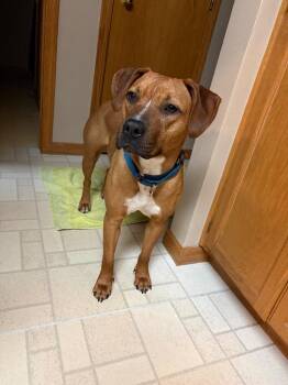 Staci -  Mixed Breed Dog for Adoption in Taycheedah, Wisconsin - Staci | PetCurious