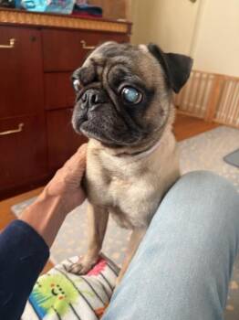 Pug Dogs Available for Adoption - Pugsley | PetCurious