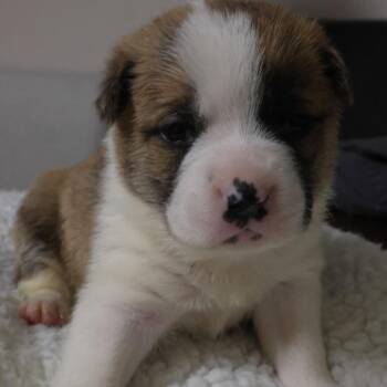 German Shepherd Dog and Siberian Husky Dogs Available for Adoption - Baby Nala D10642 | PetCurious