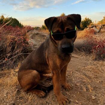 Glenn -  Pit Bull Terrier and German Shepherd Dog Dog for Adoption in Naperville, Illinois - Glenn | PetCurious