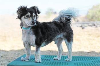 Shetland Sheepdog Sheltie and Shih Tzu Dogs Available for Adoption in Albuquerque, New Mexico - FRANCISCO | PetCurious