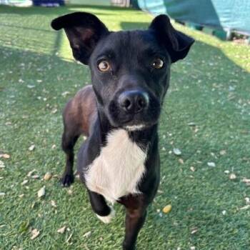 Sam 2 -  Chihuahua Dog for Adoption in San Diego, California - Sam 2 | PetCurious