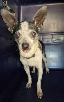 Chihuahua Dogs Available for Adoption in Warren, Michigan - Ricky | PetCurious