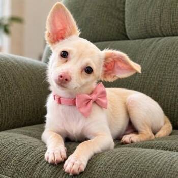 Sweet Pea -  Chihuahua Dog for Adoption in Crosby, Texas - Sweet Pea | PetCurious