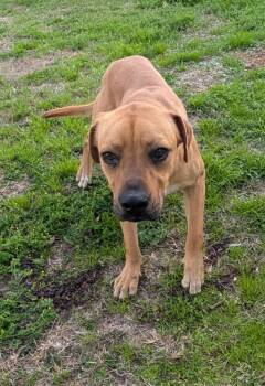 Labrador Retriever and Mixed Breed Dogs Available for Adoption - Oregon | PetCurious