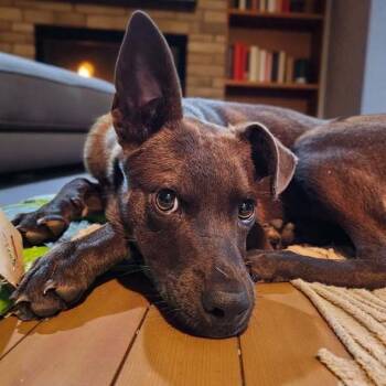Rescue Australian Kelpie and Chihuahua Dogs for Adoption in Hastings, Minnesota - Marlon Brandog | PetCurious