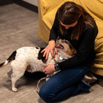 Mixed Breed Dogs Available for Adoption in Kennebunk, Maine - Amos | PetCurious