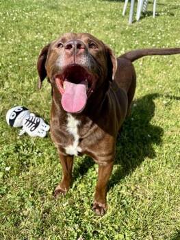 Labrador Retriever and Dachshund Dogs Available for Adoption in Kalamazoo, Michigan - MOCO | PetCurious
