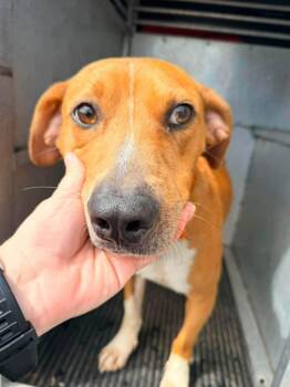 Auggie -  Hound and Labrador Retriever Dog for Adoption in Franklin, Virginia - Auggie | PetCurious