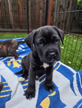 Labrador Retriever and Pit Bull Terrier Dogs Available for Adoption in Pleasant Hill, California - Tanky | PetCurious