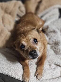 Mixed Breed Dogs Available for Adoption - Snoop | PetCurious